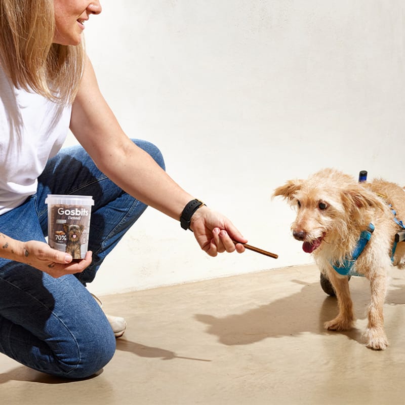 Sticks Dog Dental Mini Sticks Dog Dental Mini